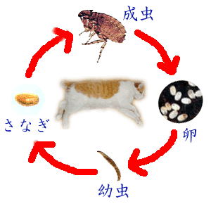 �m�~�̃��C�t�T�C�N���}