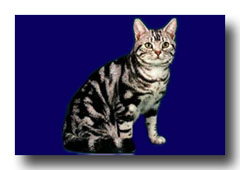 �A�����J���V���[�g�w�A�[