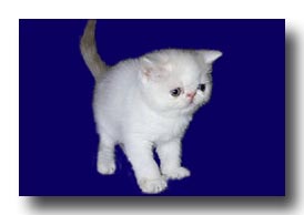 �G�L�]�`�b�N�V���[�g�w�A�[