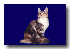 ���C���N�[��