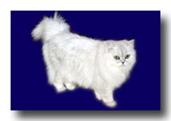 �y���V��