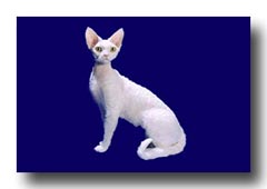 �R�[�j�b�V�����b�N�X