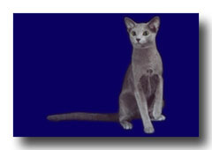 ���V�A���u���[